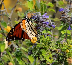 Danaus plexippus