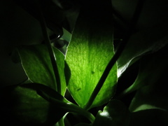 Ophioglossum petiolatum