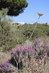 Daucus carota