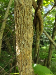 Iochroma arborescens