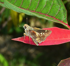 Lon melane vitellina