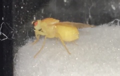 Sapromyzosoma quadricincta