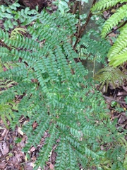 Cojoba costaricensis