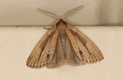 Chlenias belophora