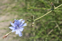 Cichorium intybus