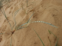 Agropyron dasyanthum