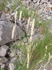 Melica transsilvanica
