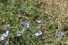 Cichorium intybus