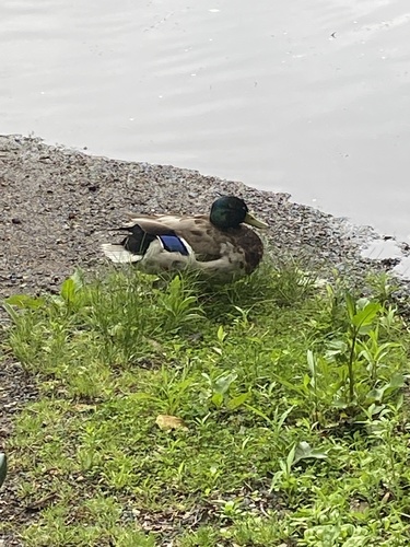 photo of Mallard (Anas platyrhynchos)