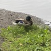 photo of Mallard (Anas platyrhynchos)