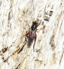 Chalcosyrphus valgus