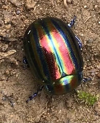 Chrysolina cerealis