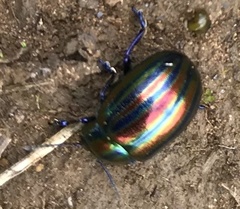Chrysolina cerealis