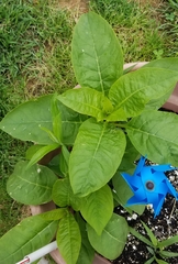 Phytolacca americana