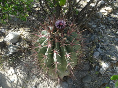 Ferocactus recurvus recurvus