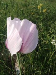 Papaver somniferum