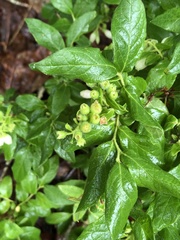 Vaccinium hirsutum