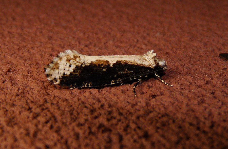 Scardiinae