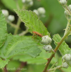 Cantharis livida