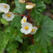 Begonia micranthera - Photo (c) Santiago, some rights reserved (CC BY-NC), uploaded by Santiago