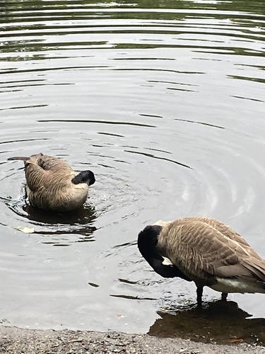 photo of Canada Goose (Branta canadensis)