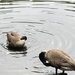 photo of Canada Goose (Branta canadensis)