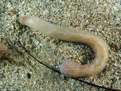 Sipunculus nudus