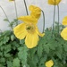 Welsh Poppy - Photo (c) aagenielsen, some rights reserved (CC BY-NC)