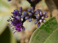 Callicarpa tomentosa