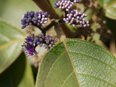 Callicarpa tomentosa