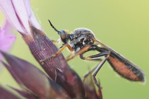 Dioctria rufipes nuotrauka
