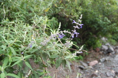 Salvia calolophos