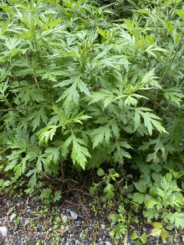 photo of Wormwoods And Sagebrushes (Artemisia)