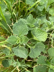 Marrubieae