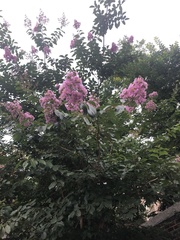 Lagerstroemia indica