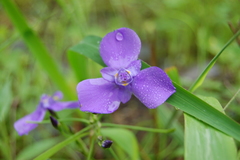 Ennealophus fimbriatus