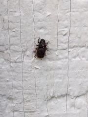 Dendroctonus rufipennis