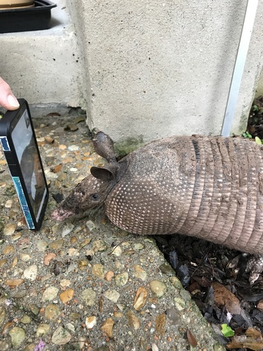 Mexican Long-nosed Armadillo, Vaquero Cove, Austin, TX, US, photo 7 of 10