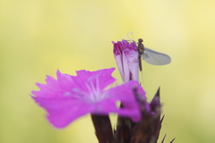 Ephemeroptera