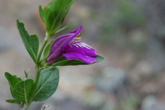 Poikilacanthus tweedieanus