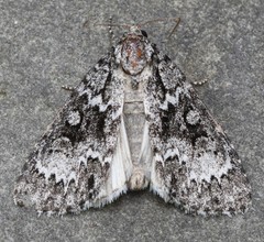 Acronicta fragilis