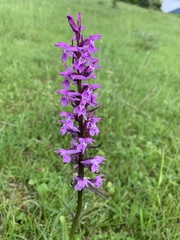 Dactylorhiza urvilleana