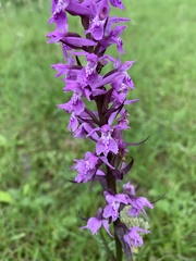 Dactylorhiza urvilleana