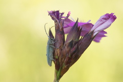 Phytoecia caerulescens