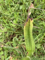 Dactylorhiza urvilleana