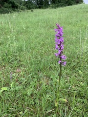 Dactylorhiza urvilleana