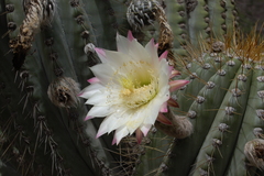 Trichocereus terscheckii