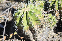 Ferocactus flavovirens