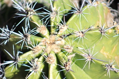Ferocactus flavovirens