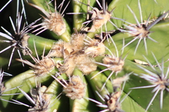 Ferocactus flavovirens